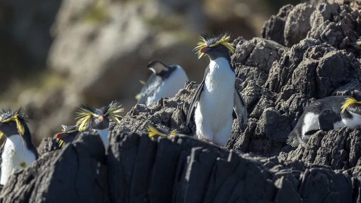 South Atlantic cruise: from Antarctica to South Africa