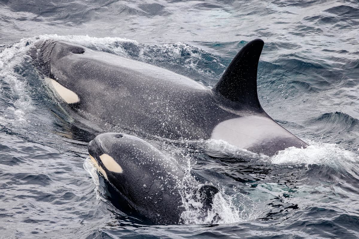 Roundtrip cruise to Antarctica from Ushuaia