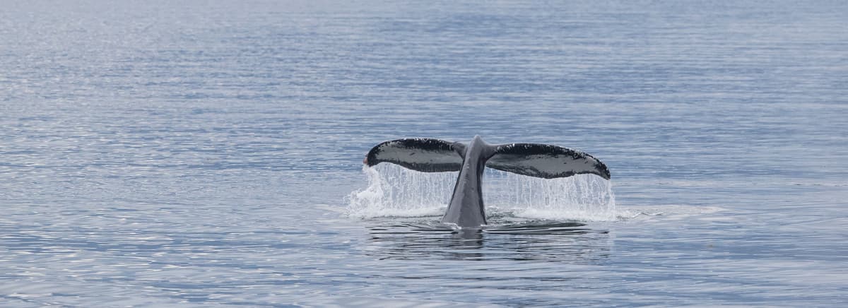 7-Day Alaska Fjords & Canadian Inside Passage