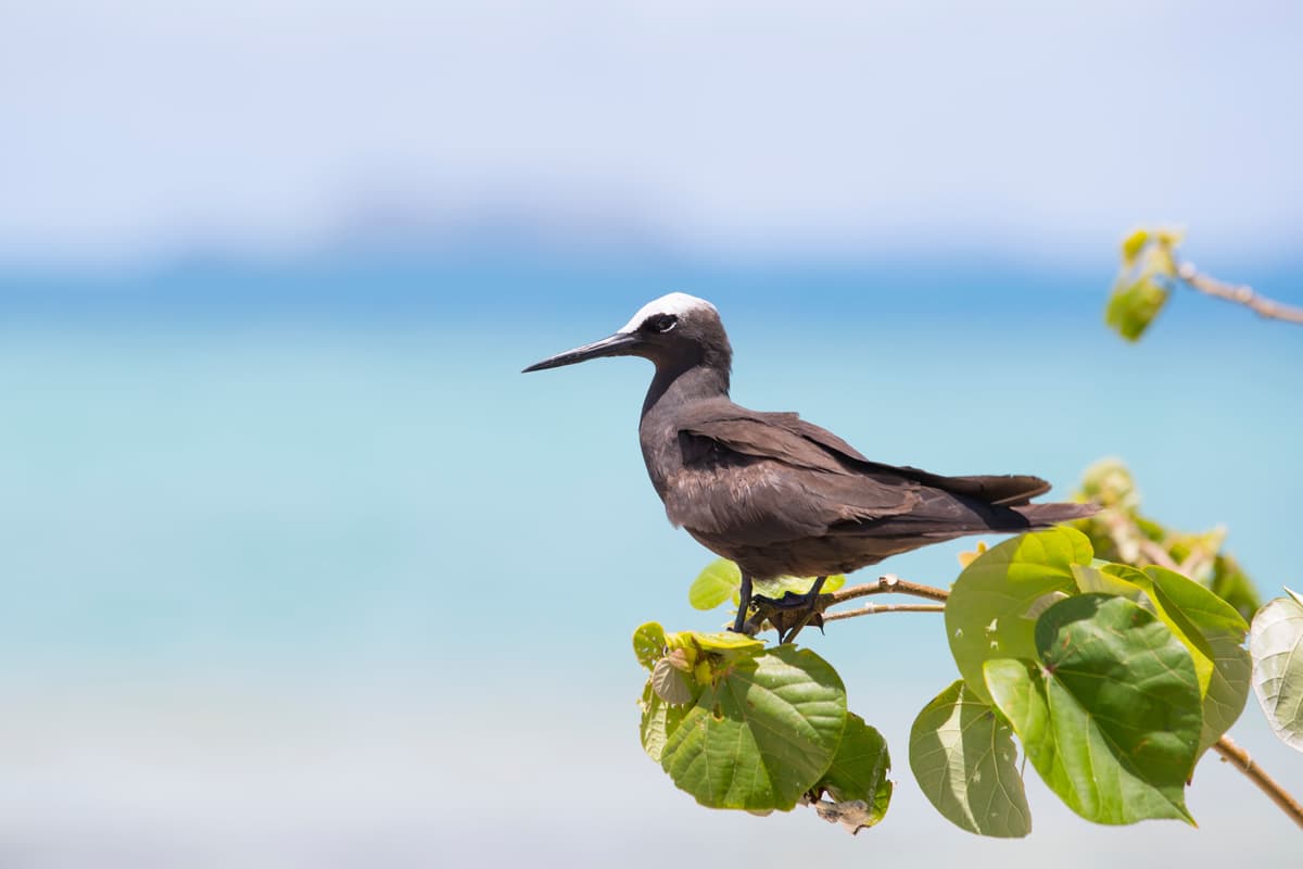 50-Day Fiji To The Chilean Coast & Antarctica